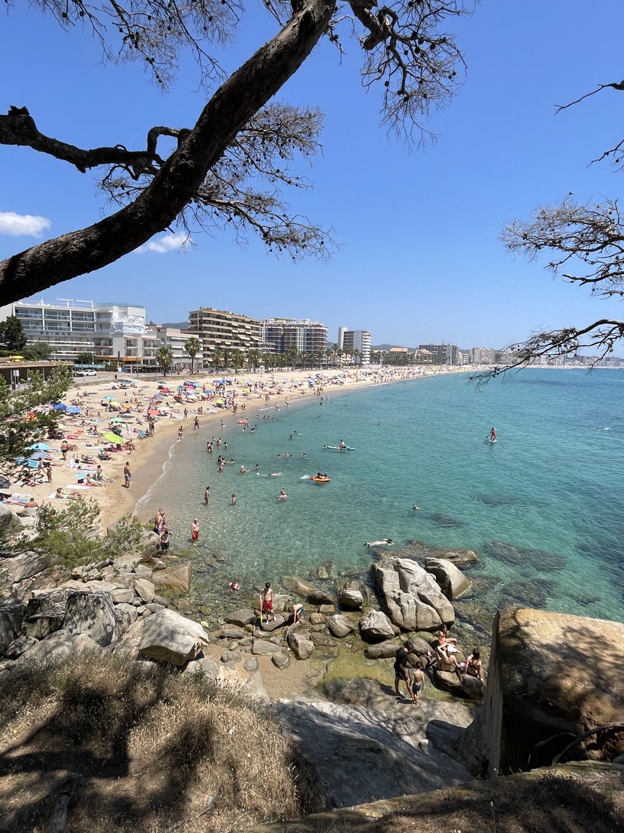 Teodoro Gómez Newman tweet media