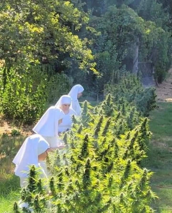 These nuns are the 'Sisters of the Valley'. 

They consider growing the plant to be a spiritual activity. 

#maryjane #indica #sativa #weed #marijuana #growyourown