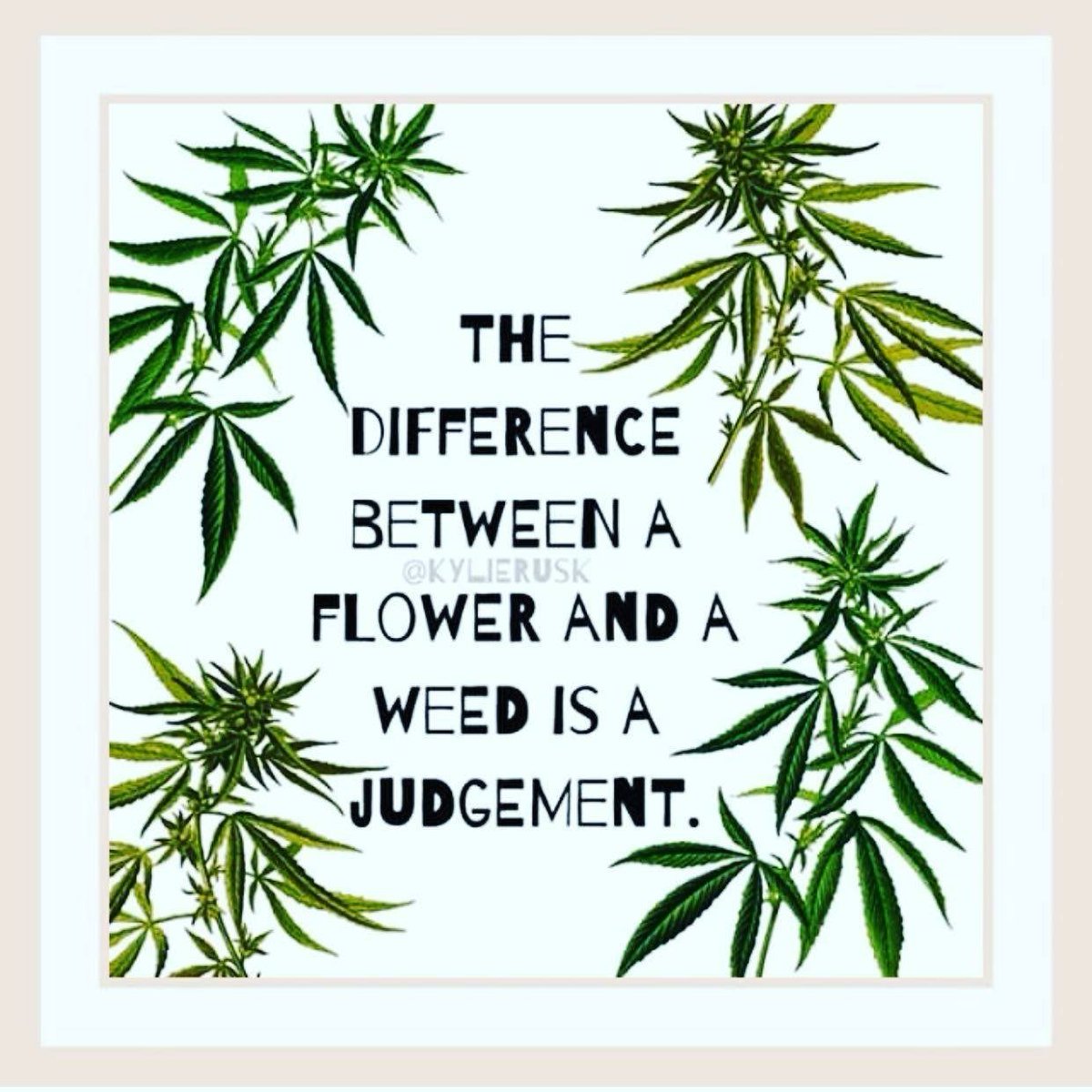 'What is a weed? A weed is a plant whose virtues have not yet been discovered.'

- Ralph Waldo Emerson  

#maryjane #indica #sativa #weed #marijuana #growyourown