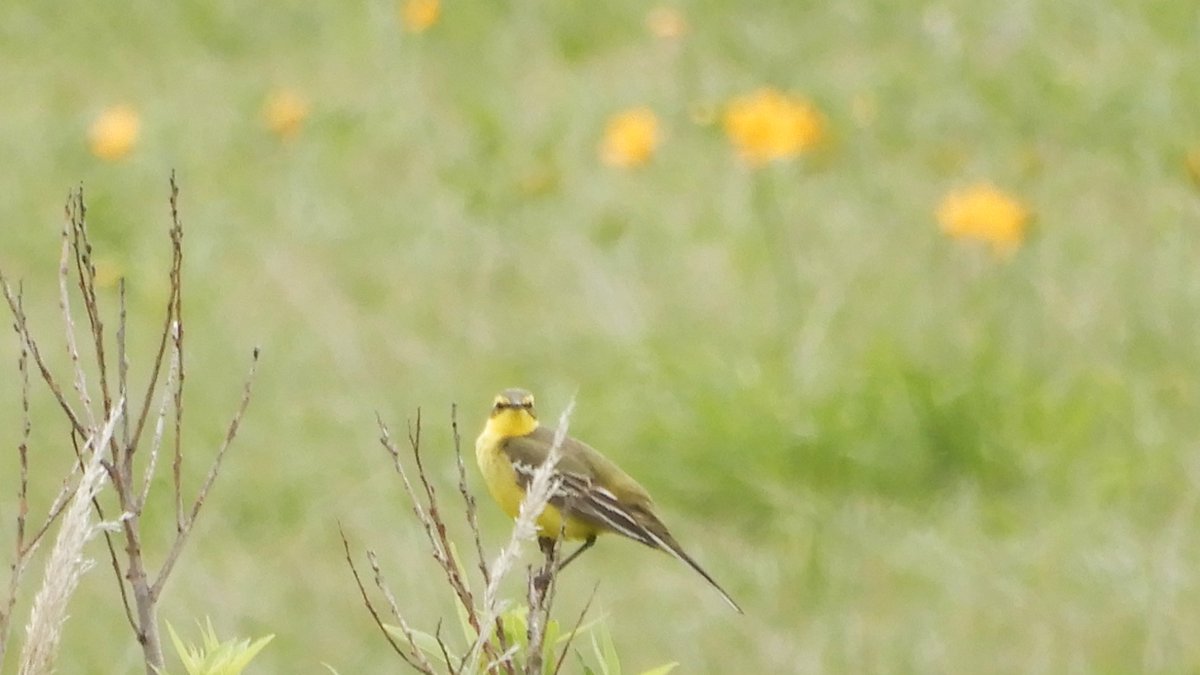 kaitopappa's tweet photo. #北海道の野鳥（5）#ツメナガセキレイ（#豊富町 #サロベツ原野：2023.6.23）見たいなと思っていたレアな野鳥 #ツメナガセキレイ を間近で見ることができてラッキー。背景の黄色い花は #エゾカンゾウ。 https://t.co/D91KFLgPLh