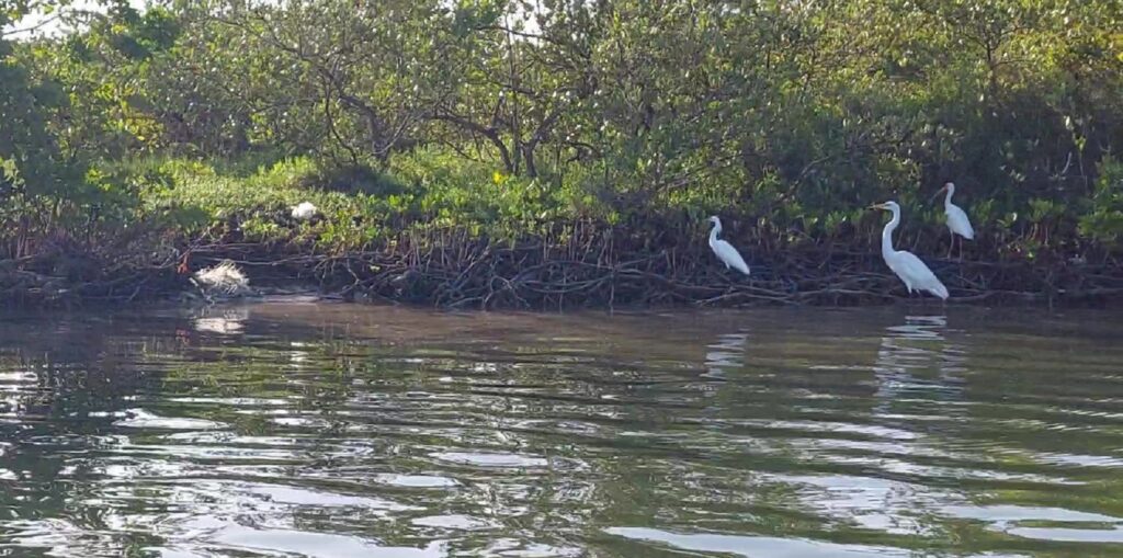 Día 24 #SALC2023. La #garceta grande es la especie de #garzas y garcetas más grande del mundo (como aquí en la reserva natural de #riolagartos, norte de #Yucatán).
Infórmate en latfran.org/salc2023/
@francediplo @PhBastelica @MAL_217
#biodiversidad @EmbaMexFra @arg_enfrancia