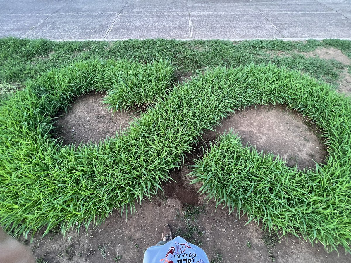 CirculoElbi's tweet image. Food circularity in tropical dairy