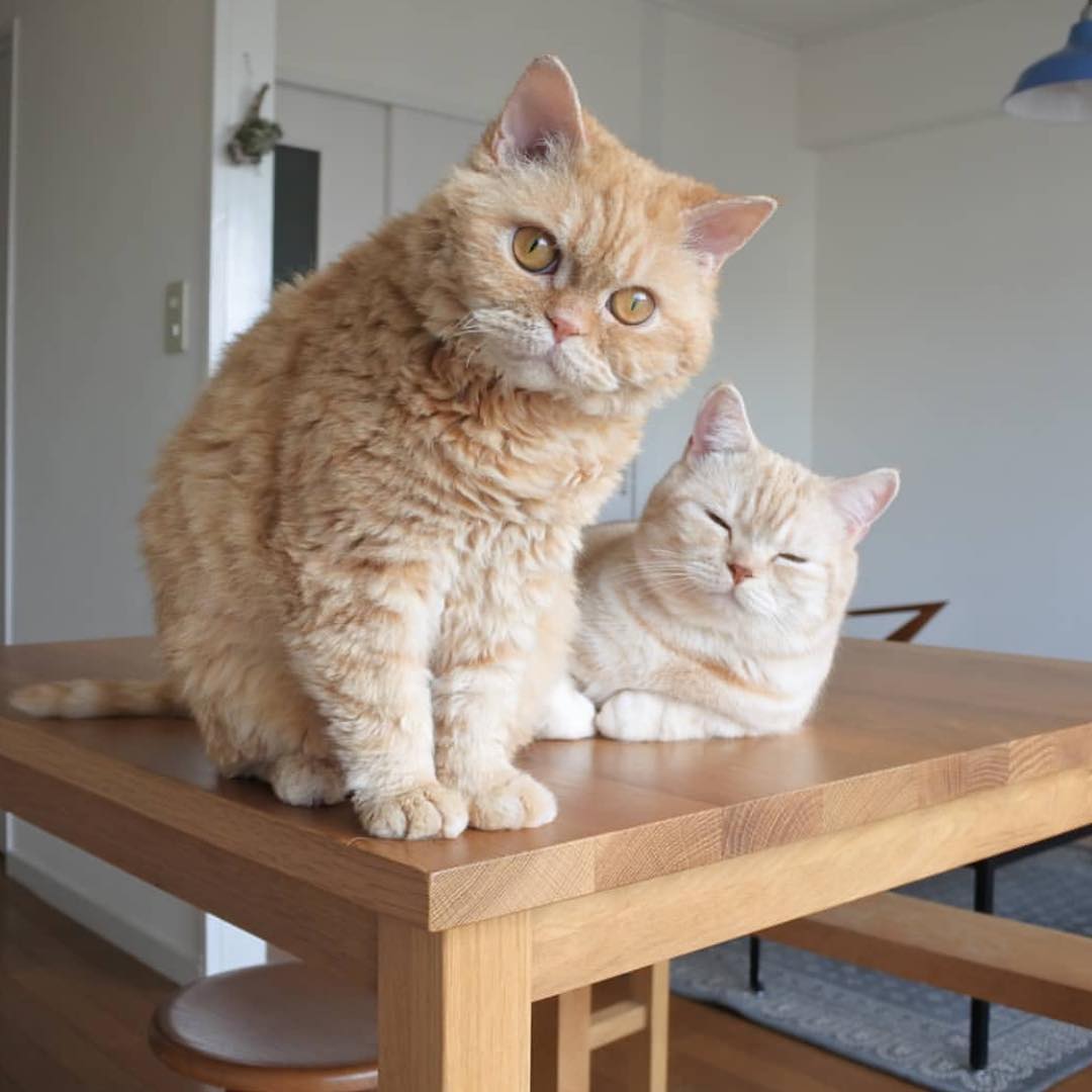 PinkyleiColins's tweet image. Why did you wake me up so early?😅😅