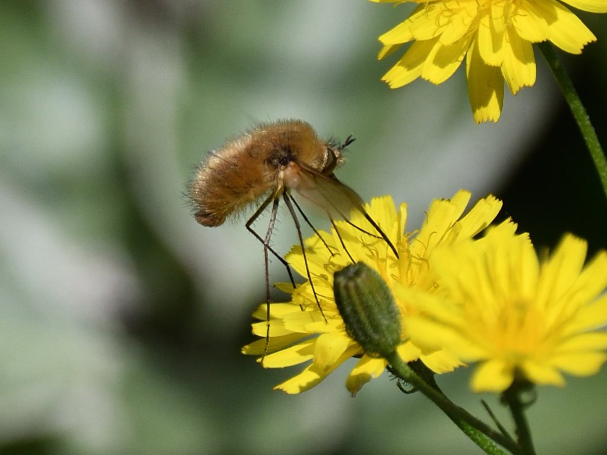 JoKingDevon's tweet photo. The alien-like #WesternBeeFly is back in the garden 😊#Shutterton #Dawlish #Devon https://t.co/6h1WHOyhMa