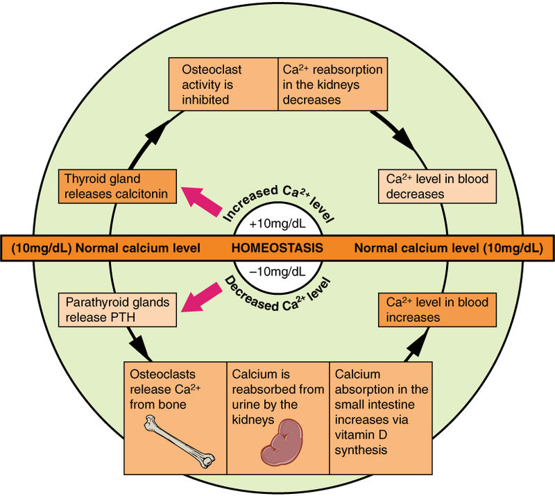 iip_le's tweet photo. The body regulates #calcium homeostasis with two pathways; one is signaled to turn on when blood calcium levels drop below normal and one is the pathway that is signaled to turn on when blood calcium levels are elevated.
#Ragi https://t.co/ycaQUzCSup