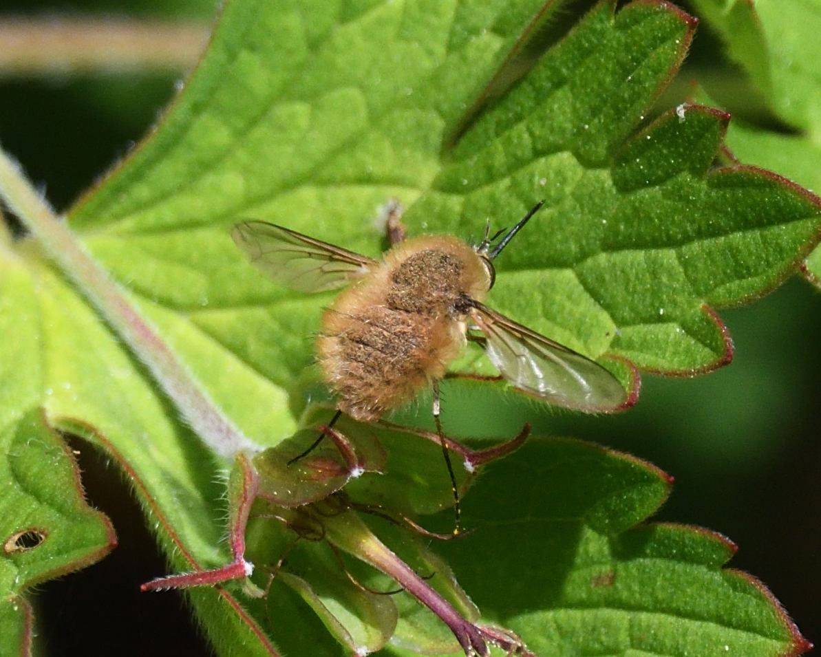 JoKingDevon's tweet photo. The alien-like #WesternBeeFly is back in the garden 😊#Shutterton #Dawlish #Devon https://t.co/6h1WHOyhMa