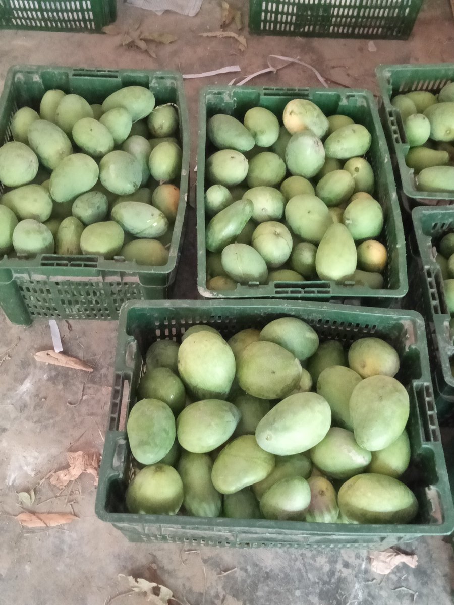 @GermanyinPAK There is so msny varieties of #Mango in #Sindh having best aroma test pulp and sweet juice.
Now we demand from #AmnestyInternational dont help #Afghan Refugees and deport from Sindh because they are terrorists and involved in murdering.
#ExpelAfghanis