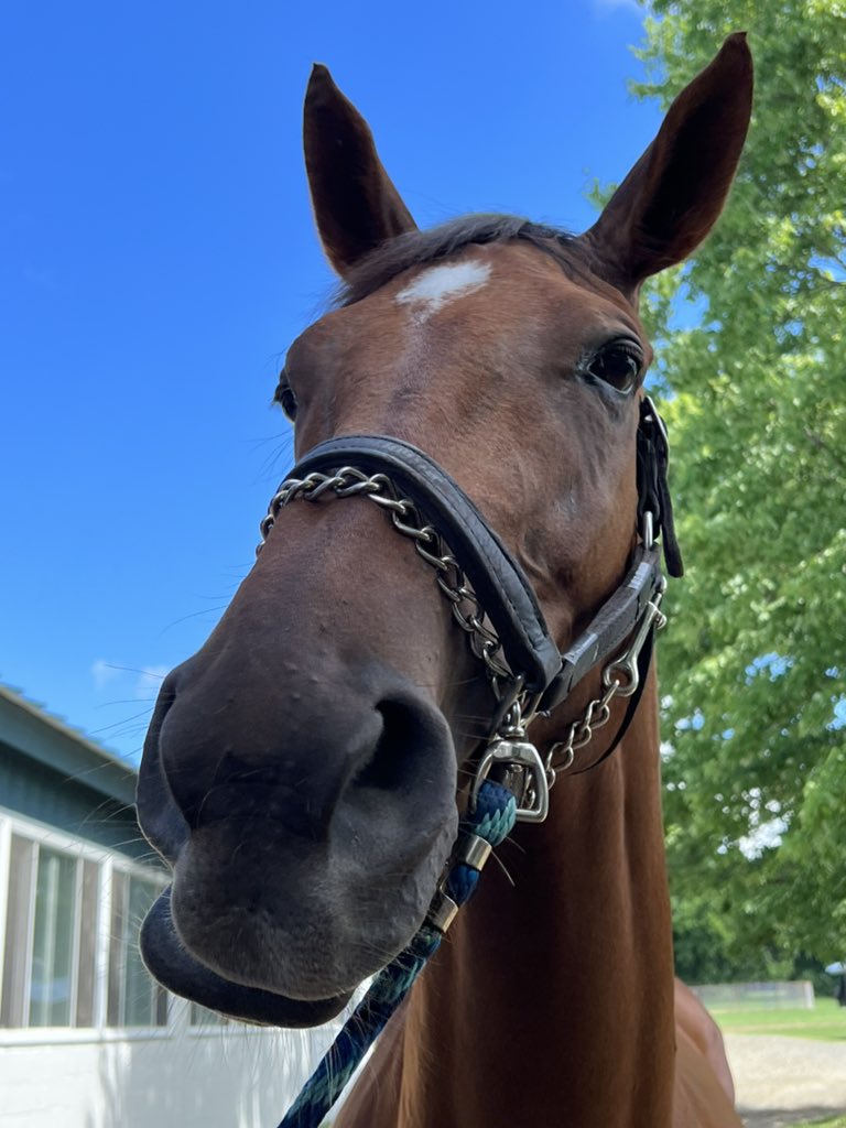 Megan Dero Halter on Twitter "The Mean Queen 😍"