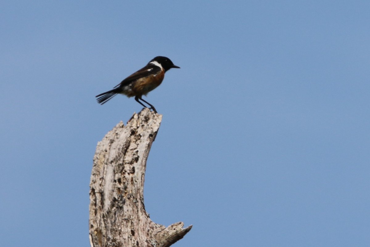 Lots of Silver-studded Blues on the local heathland, Stonechat watching on