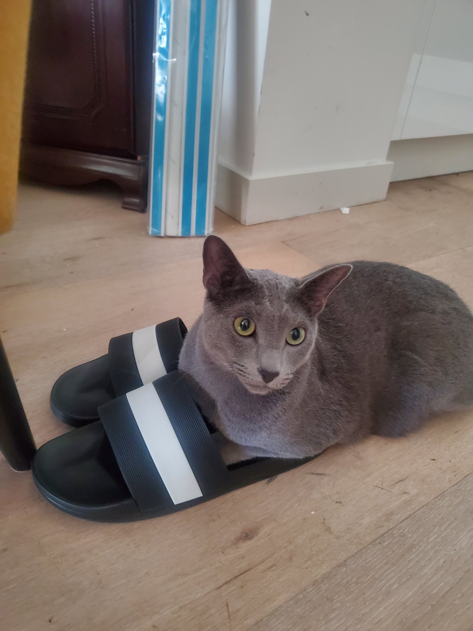 Cat hotsell wear shoes