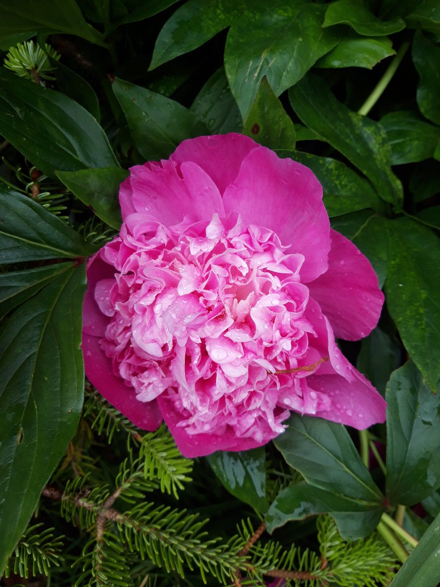 Paula Strachan_BHG tweet media