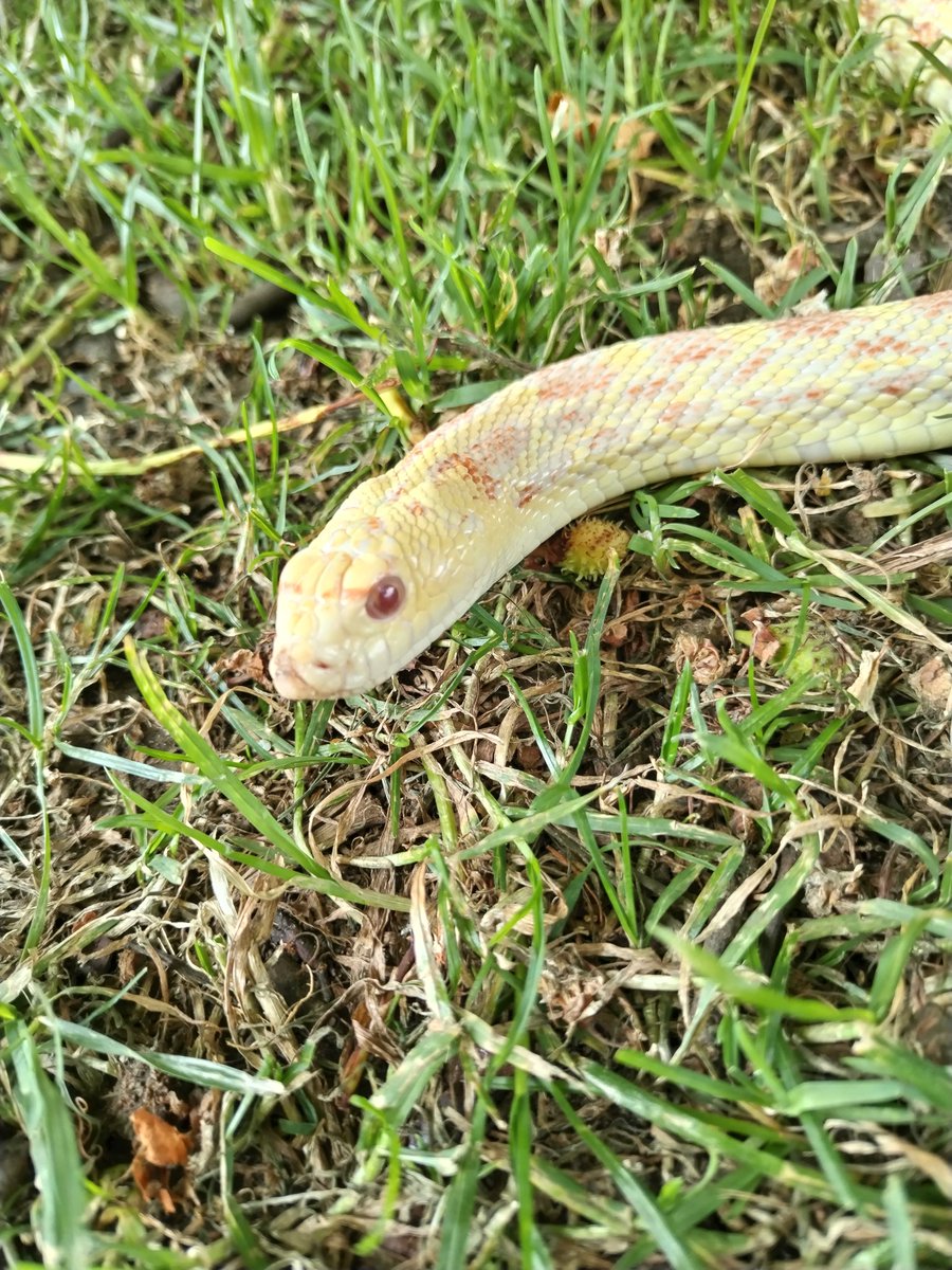 CritterishUK's tweet photo. New addition snake rescued today. You can't beat a bit of Bullie. He's an albino bull snake. Another rescue joining the fold on Monday evening too #newsnake #snake #bullie #animal #therapy https://t.co/NruIemnncI