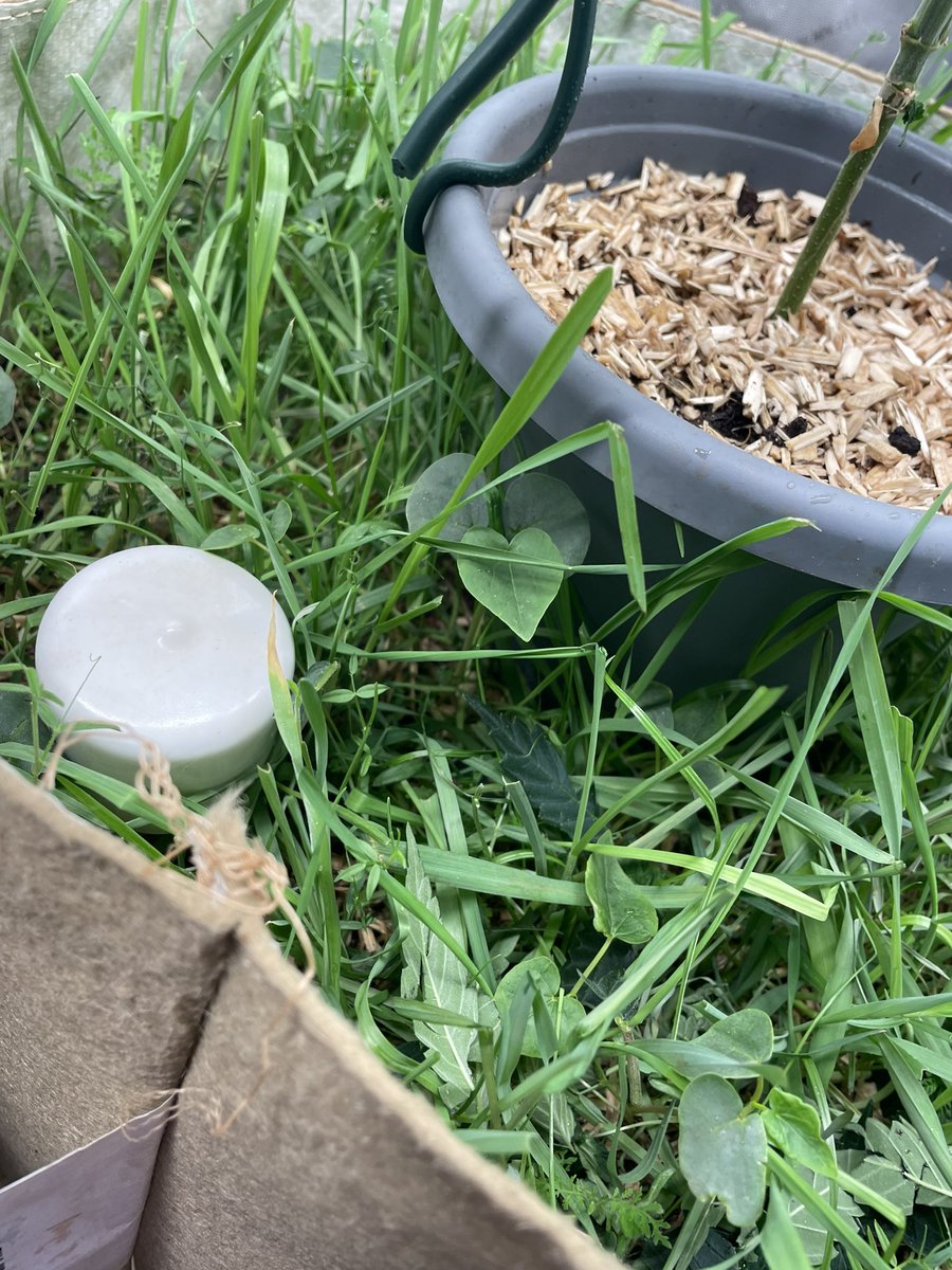 AvantGrow's tweet photo. RUNTZ X LAYER CAKE 🍰🌺 WEEK 5: cover crop is lush &amp; healthy with some good sheen, worms are hard at work and the plants themselves are doing great after multiple toppings. Now it’s just LST and tucking until just before flip 🍃 #CannabisCommunity #Mmemberville #cannabisindustry https://t.co/A2XgMlB2Yn