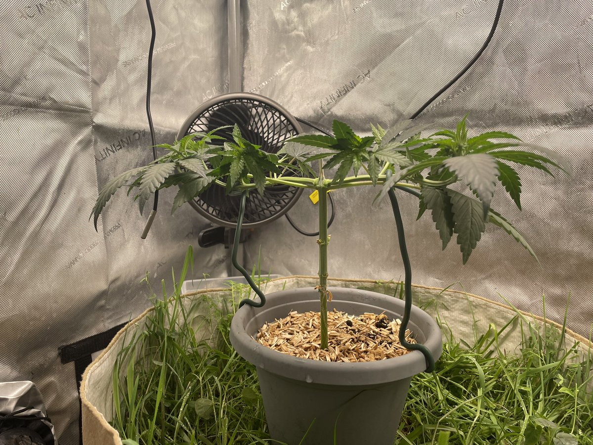 AvantGrow's tweet photo. RUNTZ X LAYER CAKE 🍰🌺 WEEK 5: cover crop is lush &amp; healthy with some good sheen, worms are hard at work and the plants themselves are doing great after multiple toppings. Now it’s just LST and tucking until just before flip 🍃 #CannabisCommunity #Mmemberville #cannabisindustry https://t.co/A2XgMlB2Yn