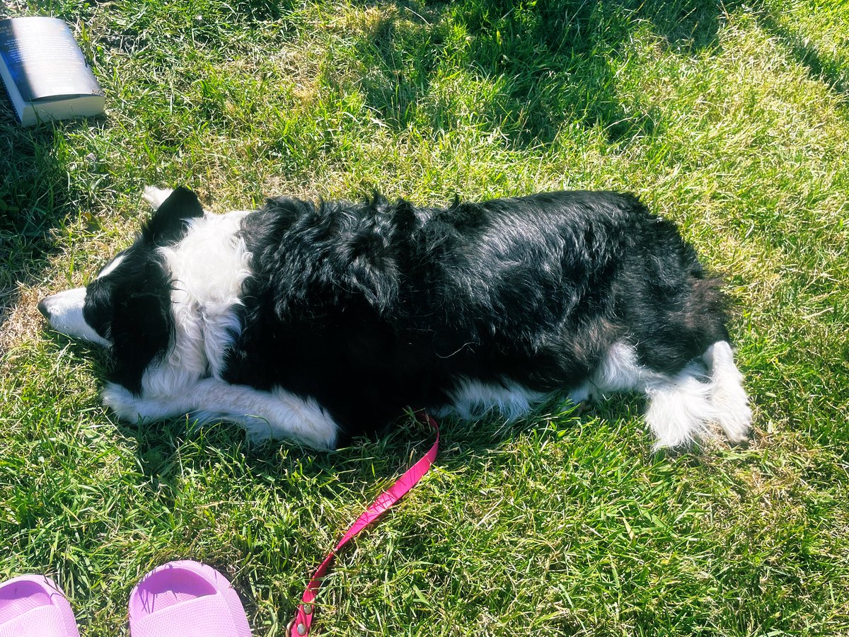 CbhTt's tweet photo. BorderCollie gut durch, leicht fusselig im Abgang, steht für Kuschelstunden zur Verfügung 🥳 https://t.co/Cesq4SYvWw