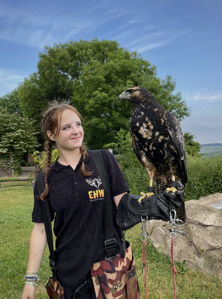WildlifeCp's tweet photo. TJ the juvenile Black Chested Buzzard (also known as a Chilean Blue Buzzard Eagle!) 🦅

#birdsofprey https://t.co/4NxK43oHLP
