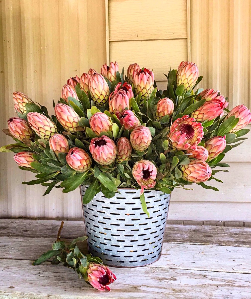 DianaR_Resendiz's tweet photo. Summer Alert: Protea #eximia (oringinally called Latifolia): Eximia, which means distinguished, is sometimes called rosespoon, ray-flowered #protea, and broad-leaf sugarbush. Plus, there are several cultivars Cardinal, Duchess, Sylvia and #Susannae (shown above). 🌷🌷🌷#cagrown https://t.co/Ktp6P0YWSZ