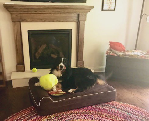 RussianBerner's tweet photo. Happy #GotchaDay anniversary to our darling boy (who woke us up at 4am because there was a fly in the house 😂) ♥️He was almost 2.5 yo when we adopted him from the breeder in VA & brought him back to our home in NJ in 2017; his breeder said Boris loved to swim, loved tummy scritches and wanted undivided attention all the time so she thought he’d be perfect for our family with an autistic nonverbal teen; our 🐕 trainer thought it was a bad idea 🙄 “berners live only to 7-8 so why are you adopting an older dog”; needless to say, it was the best decision we ever made as a family 🙏 he’s brought so much love and light to what was a lackluster existence without him 😊♥️🙏 #dogsareagift #dogsoftwitter #bernesemountaindog #SundayMotivation