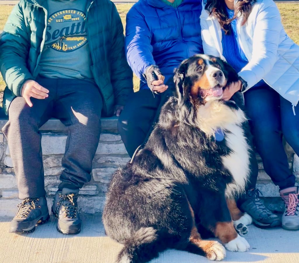 RussianBerner's tweet photo. Happy #GotchaDay anniversary to our darling boy (who woke us up at 4am because there was a fly in the house 😂) ♥️He was almost 2.5 yo when we adopted him from the breeder in VA & brought him back to our home in NJ in 2017; his breeder said Boris loved to swim, loved tummy scritches and wanted undivided attention all the time so she thought he’d be perfect for our family with an autistic nonverbal teen; our 🐕 trainer thought it was a bad idea 🙄 “berners live only to 7-8 so why are you adopting an older dog”; needless to say, it was the best decision we ever made as a family 🙏 he’s brought so much love and light to what was a lackluster existence without him 😊♥️🙏 #dogsareagift #dogsoftwitter #bernesemountaindog #SundayMotivation