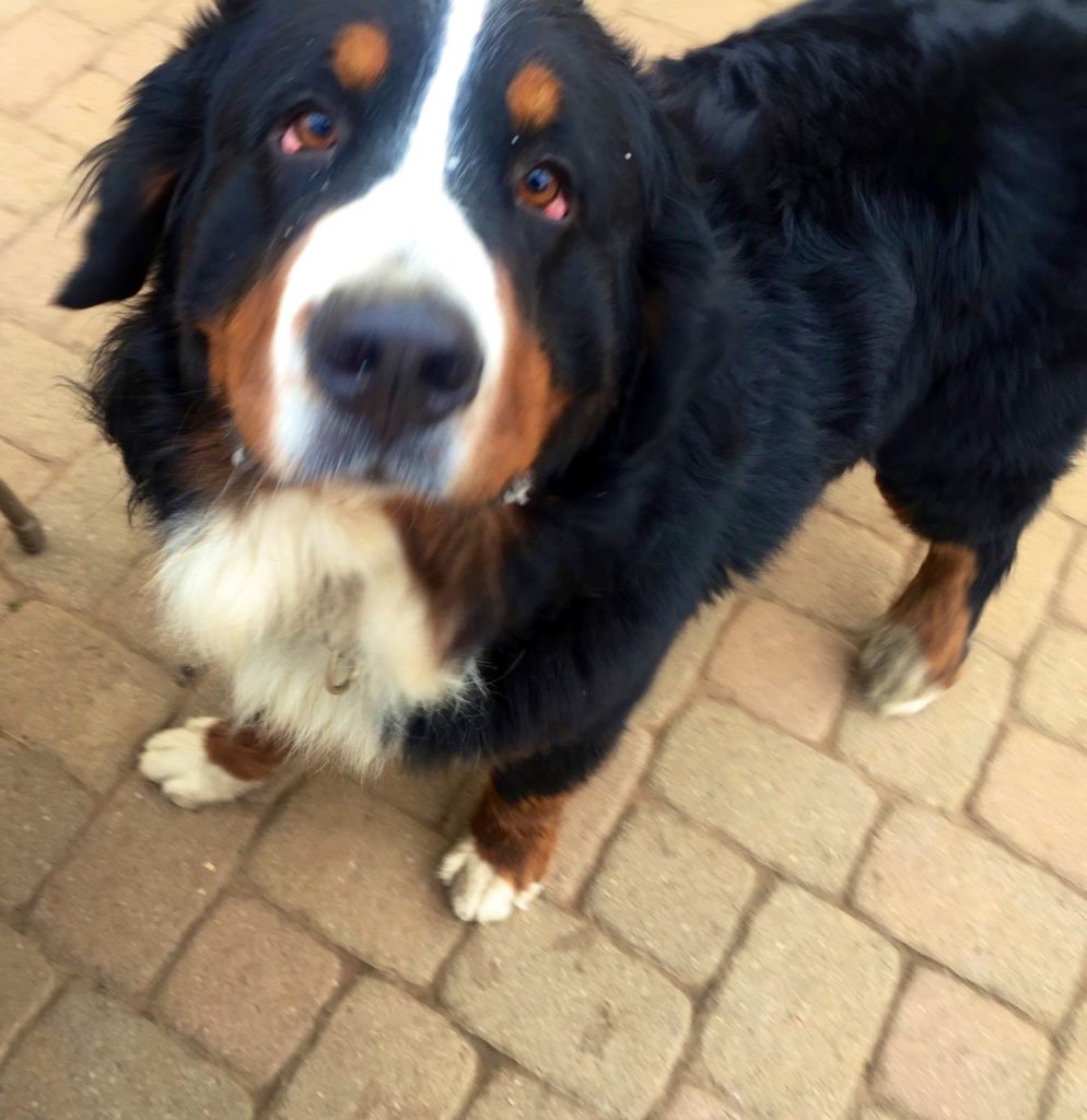 RussianBerner's tweet photo. Happy #GotchaDay anniversary to our darling boy (who woke us up at 4am because there was a fly in the house 😂) ♥️He was almost 2.5 yo when we adopted him from the breeder in VA & brought him back to our home in NJ in 2017; his breeder said Boris loved to swim, loved tummy scritches and wanted undivided attention all the time so she thought he’d be perfect for our family with an autistic nonverbal teen; our 🐕 trainer thought it was a bad idea 🙄 “berners live only to 7-8 so why are you adopting an older dog”; needless to say, it was the best decision we ever made as a family 🙏 he’s brought so much love and light to what was a lackluster existence without him 😊♥️🙏 #dogsareagift #dogsoftwitter #bernesemountaindog #SundayMotivation