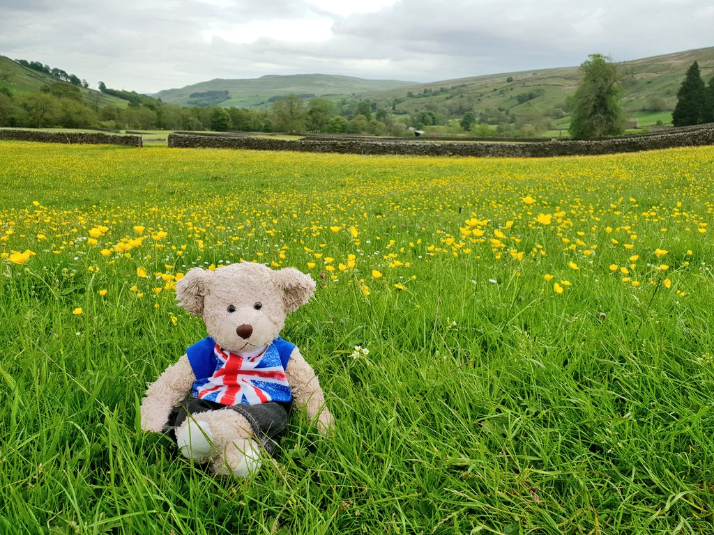 Aren't the #haymeadows of the #yorkshiredales just beautiful?