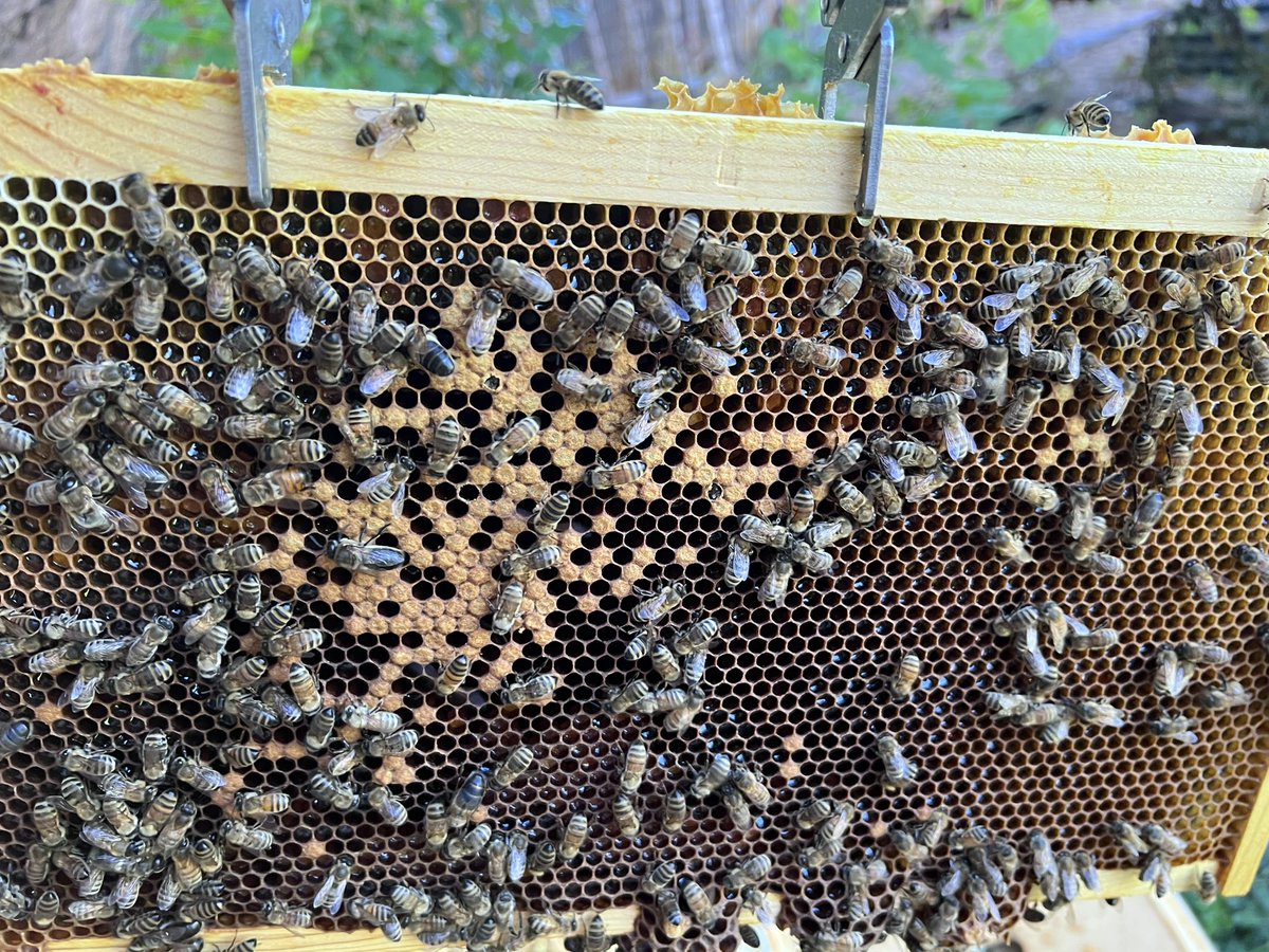 BeeandBract's tweet photo. Hive inspection day- two deep boxes filled tip to top- not loving the brood pattern. I’m thinking I need another hive ASAP. Plus medium supers to switch out- two mediums are full of half capped honey. I. REALLY NEED A Proper Apiary. #beekeeping https://t.co/bkCUjdbFww