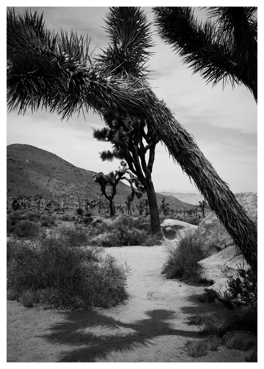 domiesann's tweet photo. Joshua Tree

#joshuatree #summer2023 #roadtrip #california #blackandwhite #photograghy #leicam8 #leica #desert https://t.co/ldZJb2My3G