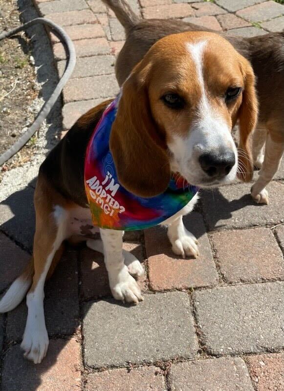 📣 Paddy has been adopted! Congratulations to you and your new family! May you live the rest of your life in love and FREEDOM!

We love the bandana, by the way! 💗

#beaglefreedomproject #endanimaltesting #beaglefreedom #freethebeagles #adoptdontshop #rescueismyfavoritebreed