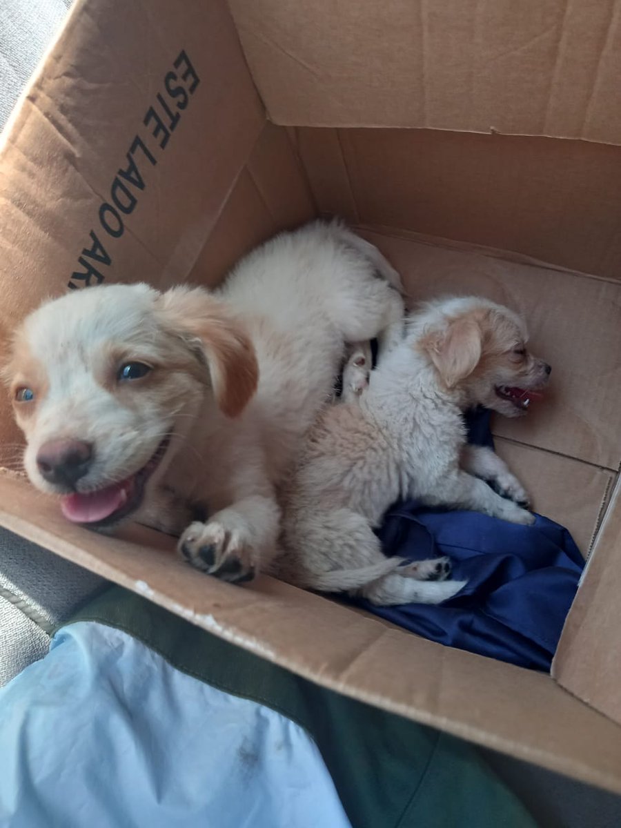 #serviciosocial

😔"Busco adoptante responsable porque a esta perrita con su hijo.
Se le murio el dueño😔
Más información al +503 7352 7033"
Favor compartamos
