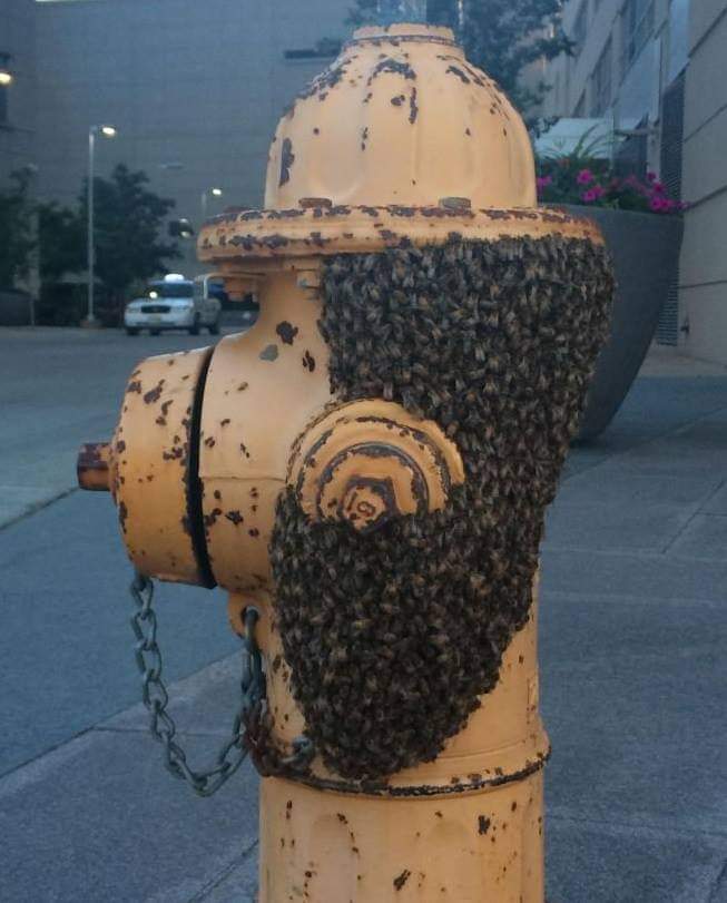 A beehive on a fire hydrant makes it look like snoopy the fireman.