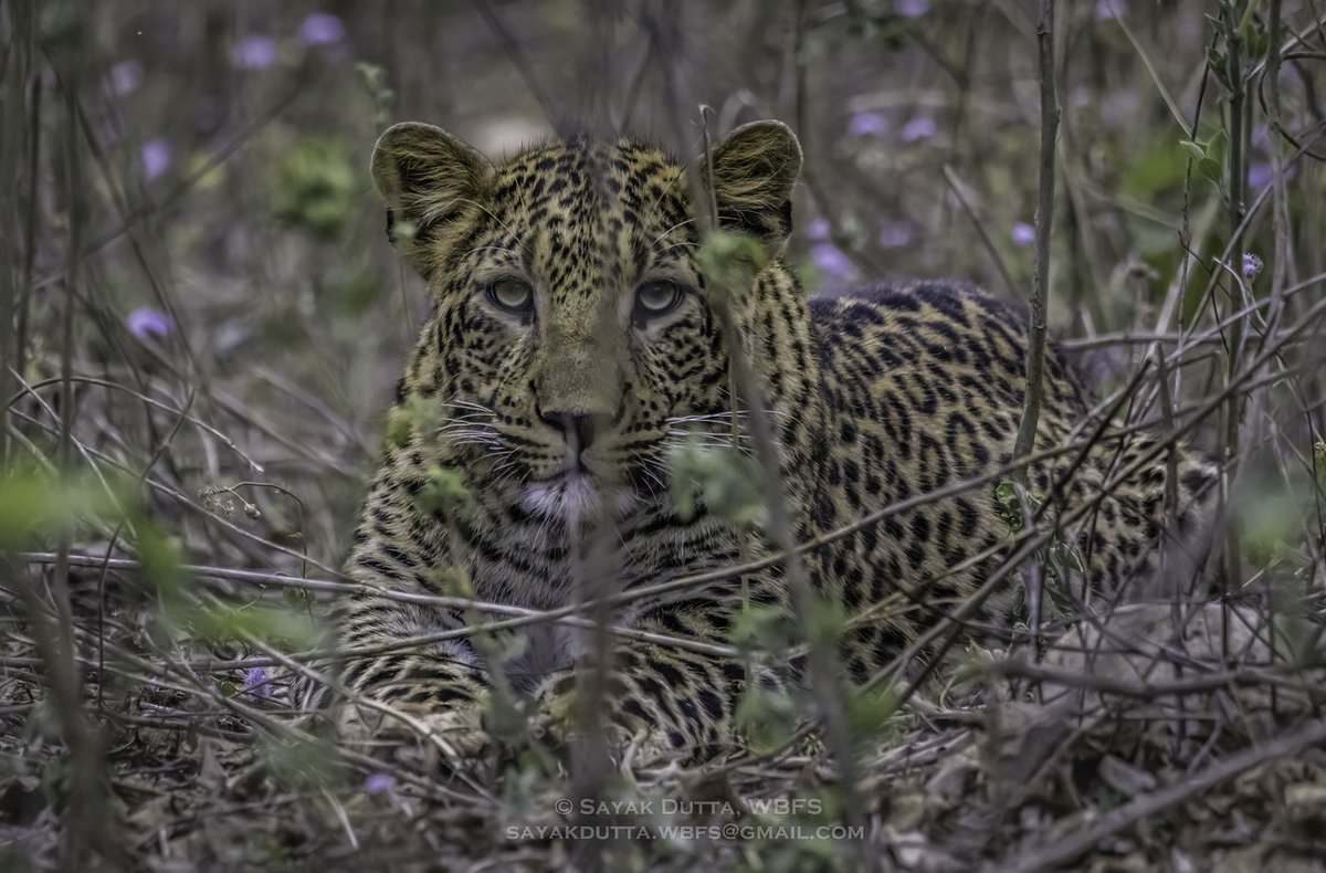 The Gaze of the Predator! 
The Indian Leopard!

#BBCWildlifePOTD #wildlifephotography #NatureBeauty #Leopard #ThePhotoHour #TwitterNatureCommunity #IndiAves #leopards  #predator #Canon #wildlife #Panthers #BIGCats #bigcat #animals #forest #conservation