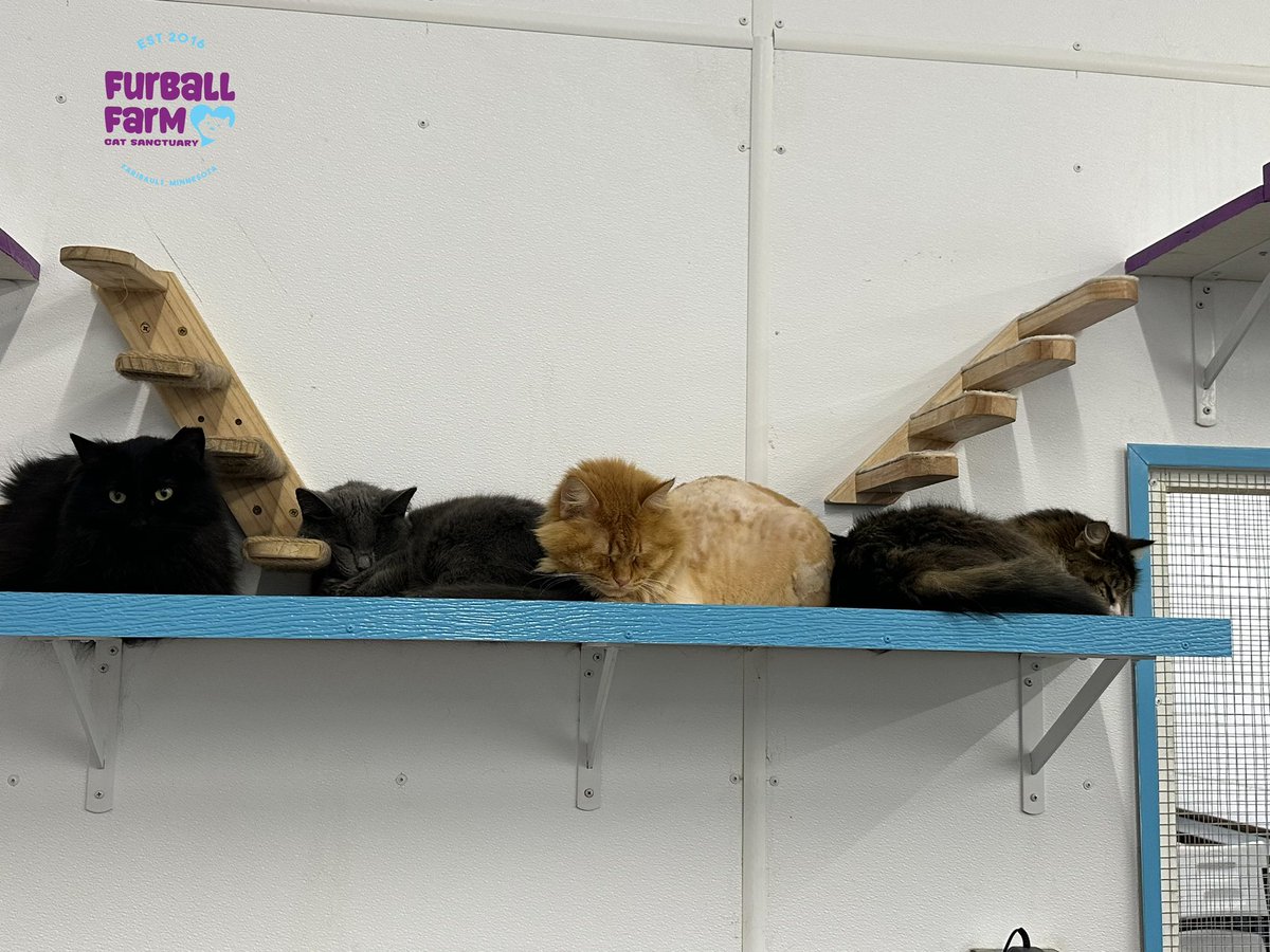 What’s on your shelf? #cuddle #puddle #cat #nap #furballfarmcatsanctuary