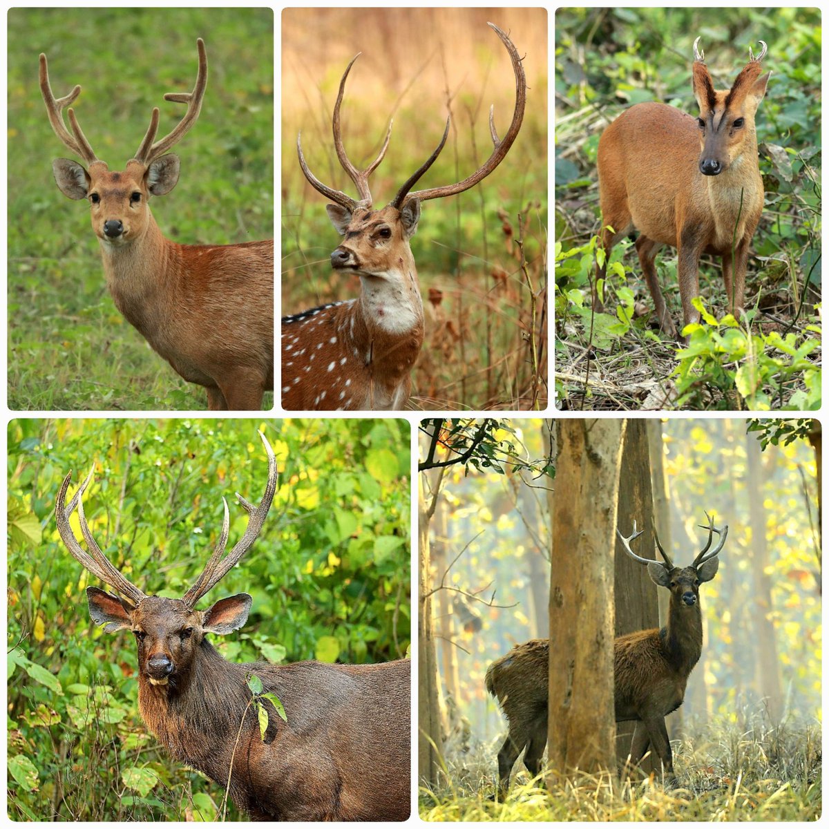 Sanjay Kumar IAS (@skumarias02) on Twitter photo Here is the collage of the stag of all the 5 deers found in Dudhwa N.P. - clockwise..Hog deer/ Padha, Spotted deer/ cheetal, Barking deer, Swamp deer/Barasingha, and Sambhar deer. Look at their unique & majestic antlers !!
<a href="/byadavbjp/">Bhupender Yadav</a>
<a href="/ntca_india/">National Tiger Conservation Authority</a>
<a href="/rameshpandeyifs/">Ramesh Pandey</a>
<a href="/uptourismgov/">UP Tourism</a> Here is the collage of the stag of all the 5 deers found in Dudhwa N.P. - clockwise..Hog deer/ Padha, Spotted deer/ cheetal, Barking deer, Swamp deer/Barasingha, and Sambhar deer. Look at their unique & majestic antlers !!
<a href="/byadavbjp/">Bhupender Yadav</a>
<a href="/ntca_india/">National Tiger Conservation Authority</a>
<a href="/rameshpandeyifs/">Ramesh Pandey</a>
<a href="/uptourismgov/">UP Tourism</a>