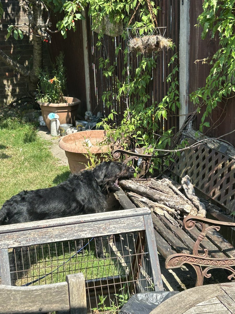 munchermoo's tweet photo. Wot a day! Alone wiv Muvver! Early walk wiv me shadow, pool time, stick library check! And a soggy me!! Me haffed a gweat day!! #dogsoftwitter #ItIsHot #FunzWivMuvver #SundayFunday https://t.co/RybhWORavp