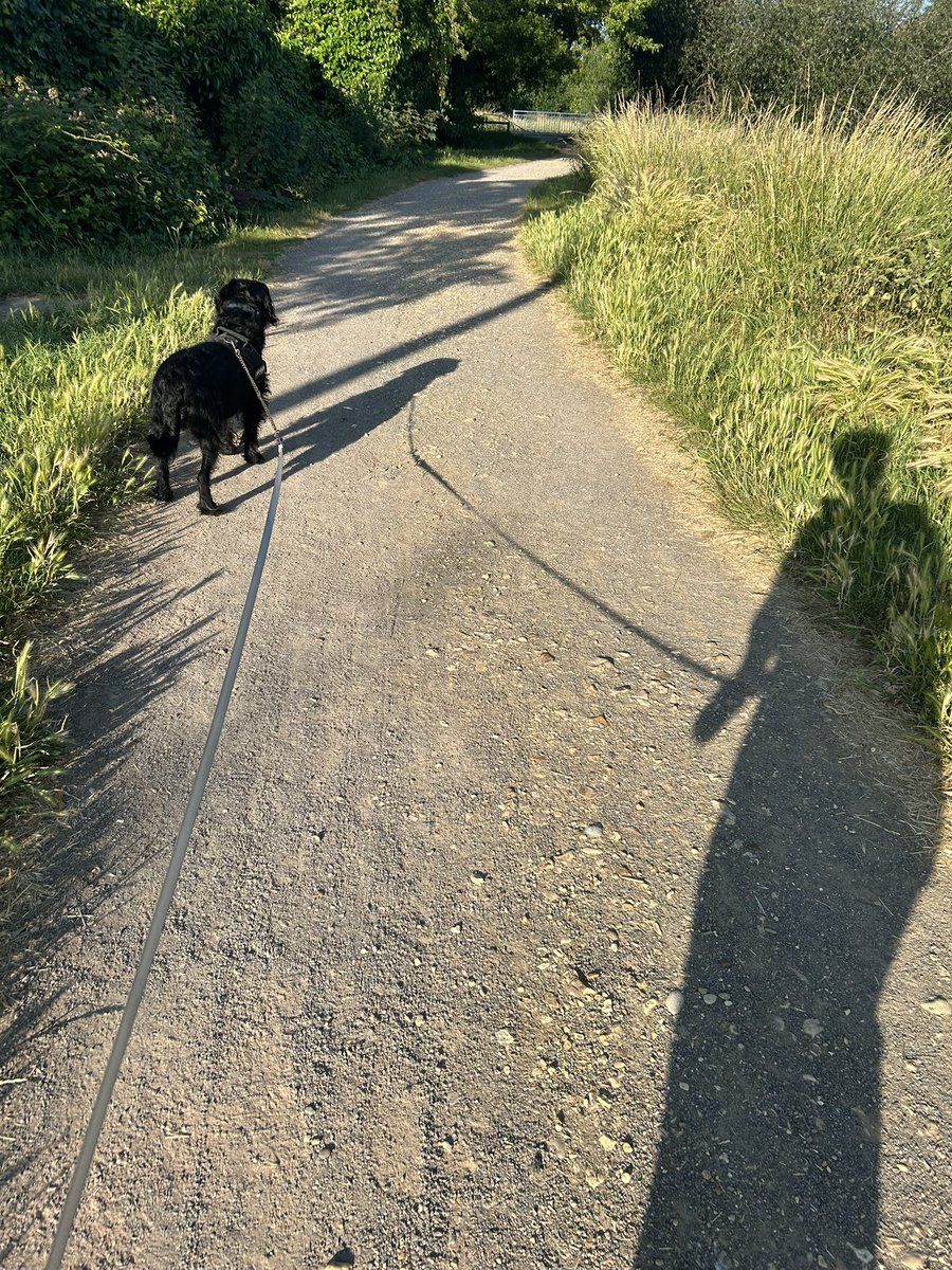 munchermoo's tweet photo. Wot a day! Alone wiv Muvver! Early walk wiv me shadow, pool time, stick library check! And a soggy me!! Me haffed a gweat day!! #dogsoftwitter #ItIsHot #FunzWivMuvver #SundayFunday https://t.co/RybhWORavp