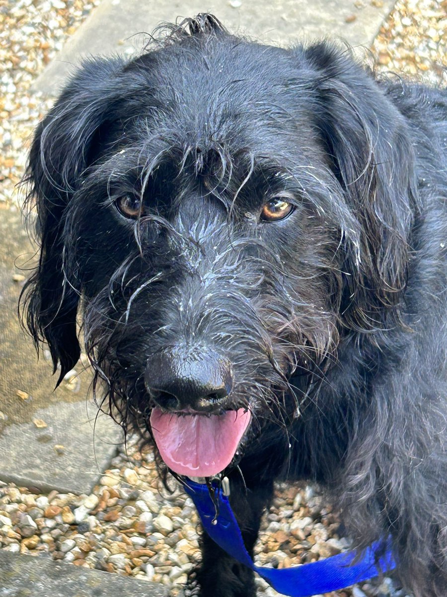 munchermoo's tweet photo. Wot a day! Alone wiv Muvver! Early walk wiv me shadow, pool time, stick library check! And a soggy me!! Me haffed a gweat day!! #dogsoftwitter #ItIsHot #FunzWivMuvver #SundayFunday https://t.co/RybhWORavp