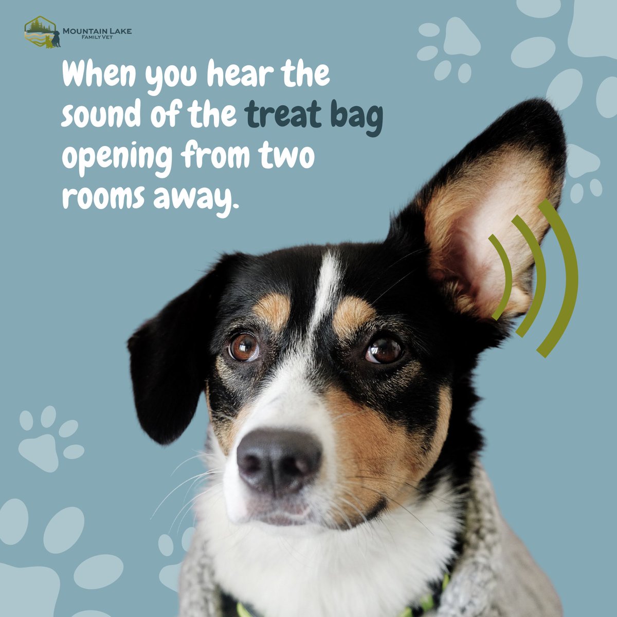 Caption this... we'll go first: When you hear the sound of the treat bag opening from two rooms away. 👀👂 Your turn! #petmemes #dogmemes
