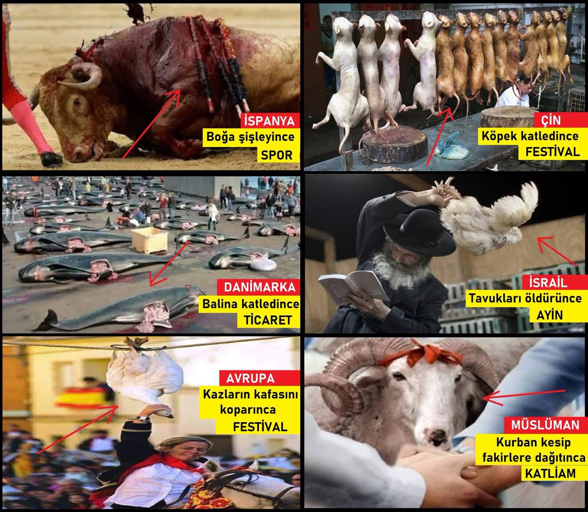 OrhKILINC's tweet photo. - İspanyol Boğa mızraklayınca "Spor"
- Yahudi Tavukları duvara çarpa çarpa öldürünce "Ayin"
- Çinli 100 binlerce köpeği öldürünce "Festival"
- Danimarka binlerce balina katledince "Ticaret"
- Batılı Kazların kafasını koparınca "Eğlence"
- Hristiyanlar yılbaşında milyonlarca Hindiyi keser "Neol"
- Müslüman Allah için kurban kesip fakire fukaraya, ihtiyaç sahiplerine dağıtınca "Katliam"

Yılın 12 ayı hamburger, Döner, Pirzolayı mideye indirirler, Yılda birkez fakir yiyecek olur onada KATLİAM diye feryad ederler...

İKİ YÜZLÜ SAHTEKARLAR...

Allah, bizim vegan olmamızı isteseydi, Hazreti İbrahim'e Koç yerine roka, 1 demet Marul, 2 demet maydanoz indirirdi.