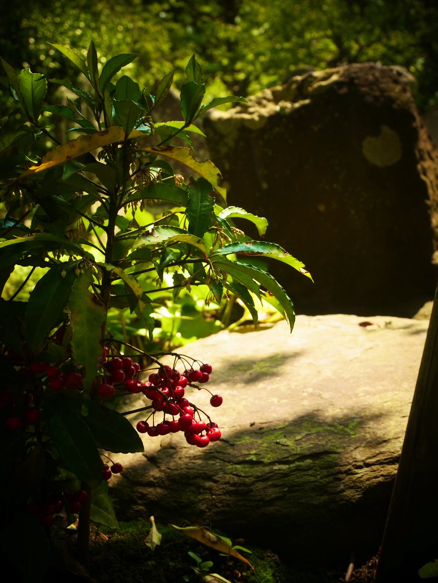 夏味わい、
#円覚寺 #夏のエネルギー 
#summer #summertime #夏場所 
#GreenEnergy #photogrammetry 
#photographylovers #ファインダーの越しの私の世界 #写真が好きな人と繋がりたい #キリトリセカイ 
#NaturePhotograhpy 
#紫陽花2023 #紫陽花の季節 #鎌倉市 
#naturelover #Shadow #photooftheday