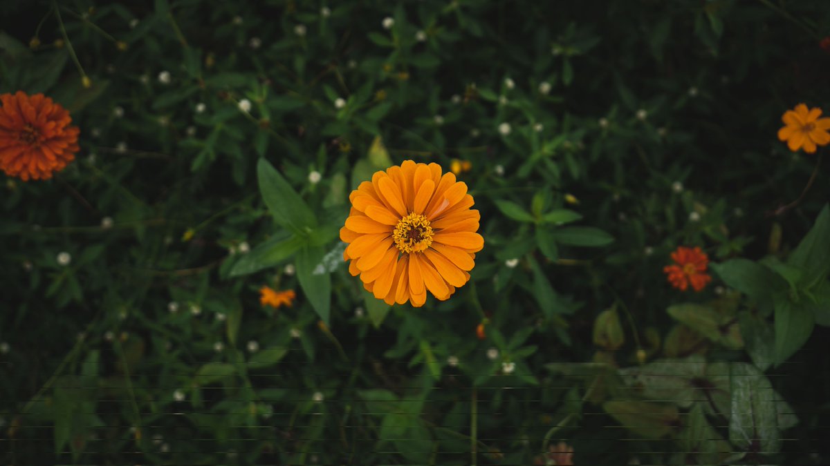 dw_vis's tweet photo. Sharing some of my recent shots (and #wallpapers 😉)

Also on #unsplash: https://t.co/PGigqLeoCP https://t.co/z34kGIsg7t