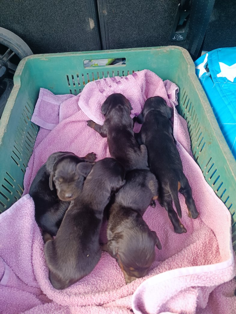 robertbasic's tweet image. Indjija, Novi Sad, Ruma, gde god okolina, ima li neko, ili zna za kuju koja bi mogla da odhrani ovih 5 bačenih? Sad sam ih pokupio kod Jarkovackog jezera. Pls rt