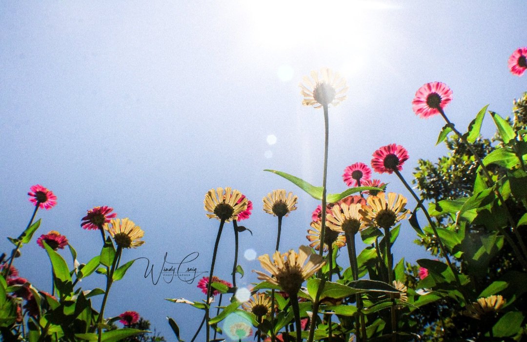 Zinnias!

etsy.com/listing/151052…

#Flowers #GiftIdeas #WallArt #prints #photography #photo #nature #windycraig #AYearForArt #BuyIntoArt #ArtMatters #mastoart #FediArt #FediGiftShop