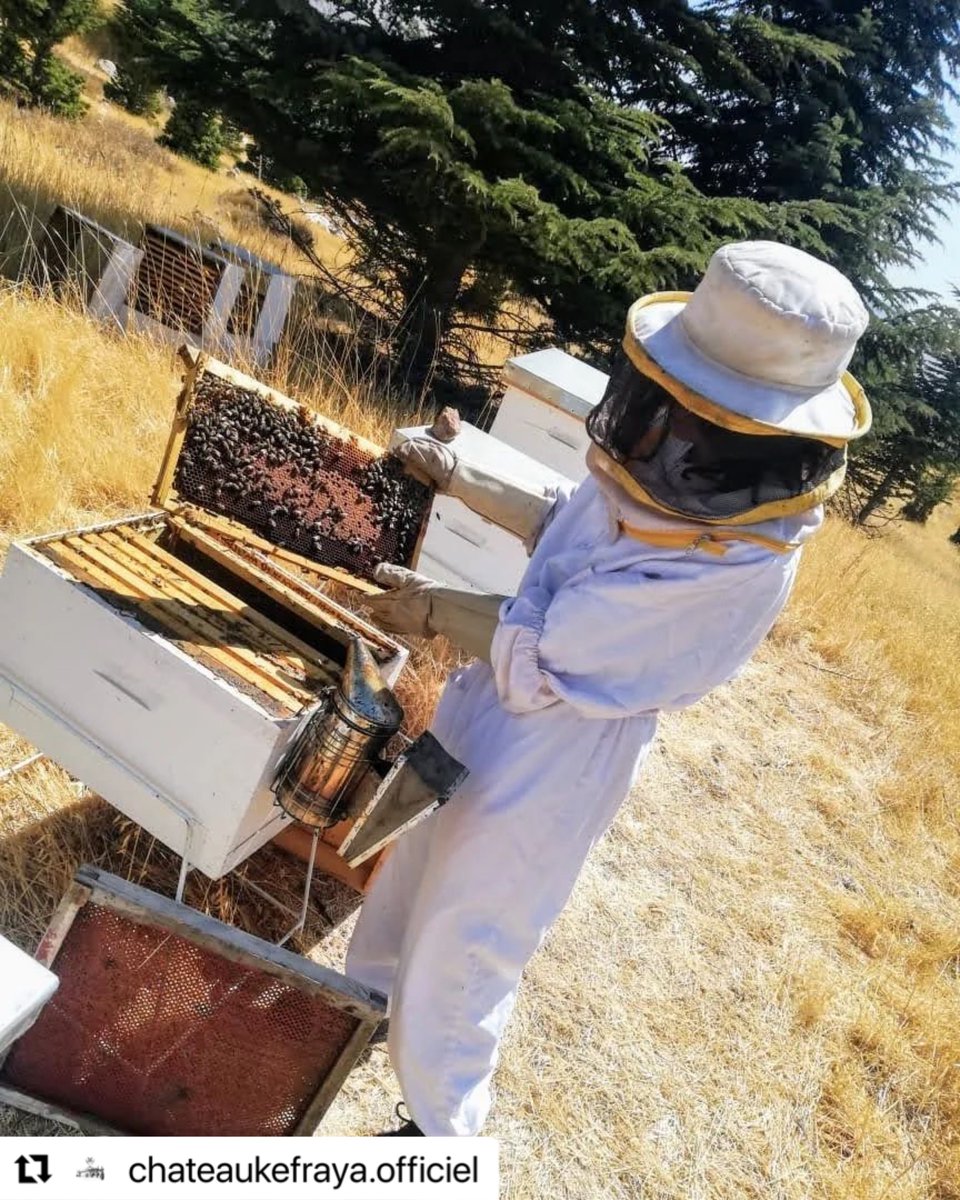 1/2 Repost #chateaukefraya
🐝 By contributing to the biodiversity through its pollination action, bees are essential to the good health of our vineyard.We return it back by offering them an organic vineyard as a living chemical-free environment in the heart of the #BekaaValley