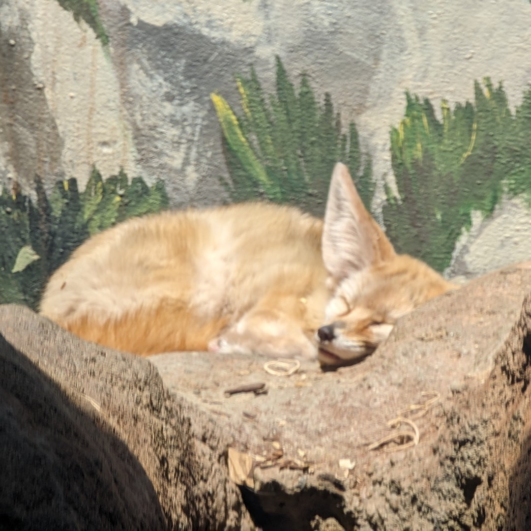 BirminghamZoo's tweet photo. Enjoy a sleepy Sunday nap with Critter, the #FennecFox!
📷Victoria K., Animal Care Professional, Predators
#BhamZoo #BirminghamAL #MagicCity #ThisisBham #BhamLife #aza #AssociationsofZoosandAquariums https://t.co/73NPGci5Da