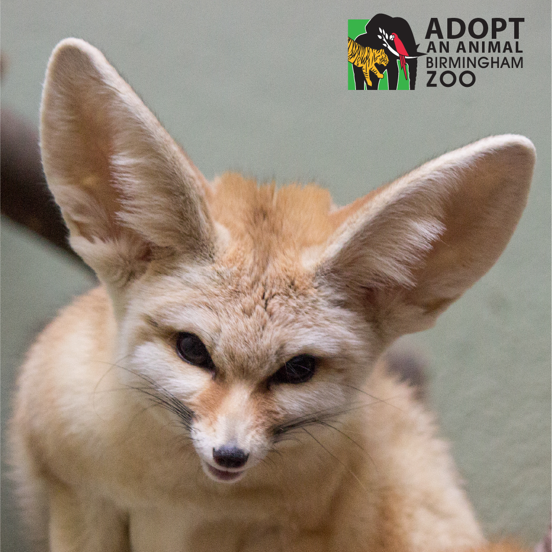 BirminghamZoo's tweet photo. Enjoy a sleepy Sunday nap with Critter, the #FennecFox!
📷Victoria K., Animal Care Professional, Predators
#BhamZoo #BirminghamAL #MagicCity #ThisisBham #BhamLife #aza #AssociationsofZoosandAquariums https://t.co/73NPGci5Da