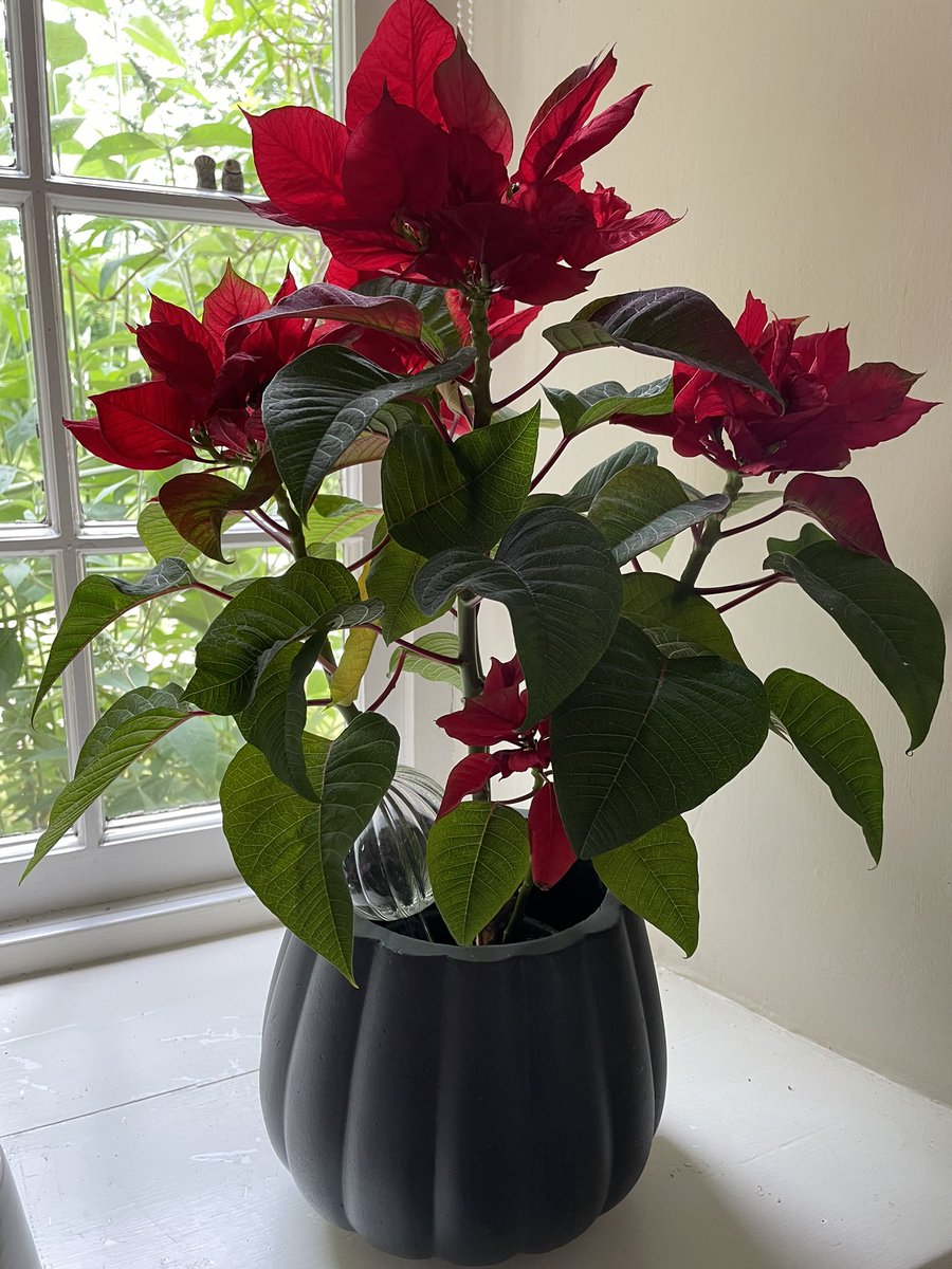 RagAndHome's tweet photo. Six months since Christmas &amp; six months to go and my poinsettia has never looked better!
Quite surprised by it actually! ♥️ https://t.co/fKSIrv4JKq