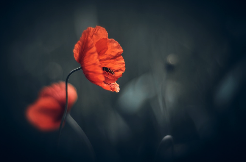 Lieben - lieben, das ist es. 
Lieben ist alles.

Ingeborg Bachmann
25.06.1926 - 17.10.1973