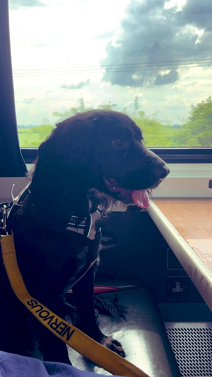 _GeorgiaDay_'s tweet image. Thank you to the kind members of staff aboard the 15:35 @LNER train from St. Neott’s to Leeds. ❤️

Otis is a nervous dog around people and with the help of your staff, we travelled safely to where we needed to be without fuss, in a quiet area. I also think he enjoyed the views!