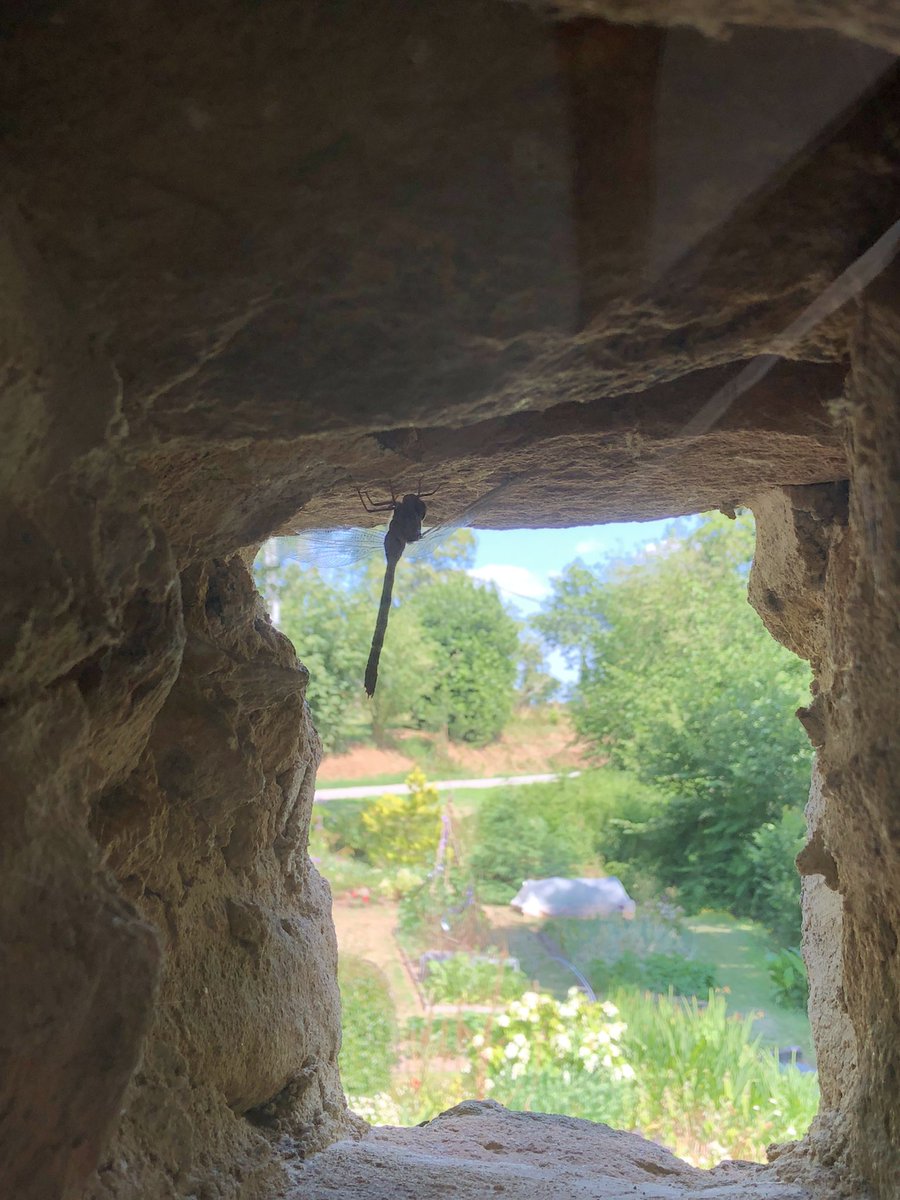 56190bjc's tweet photo. Day 25 #30DaysWild @HantsIWWildlife I came across a dragonfly in a tunnel! Actually it’s a glazed post hole used for ventilation when the house was a barn.  I love the light on the potager beyond #SundayNaturePic 5 days to go - what can we find in 5 days? https://t.co/iuS7nRg5RA