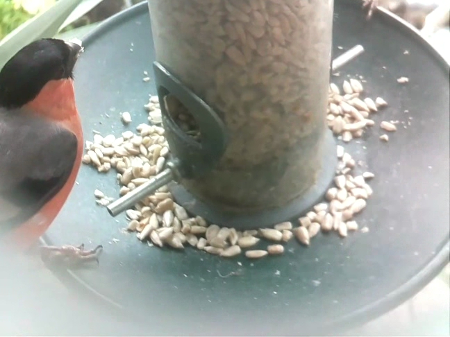 'thursday' - 2023-06-25 15:31:44

Tweeting #birds directly from our #garden.
#computervision #keras #machinelearning #opencv #aws. 
Built for @smile_att by @sodnpoo.